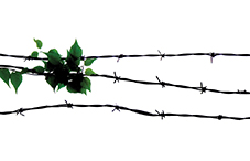 horizontal barbed wire on white background intertwined with green leaves